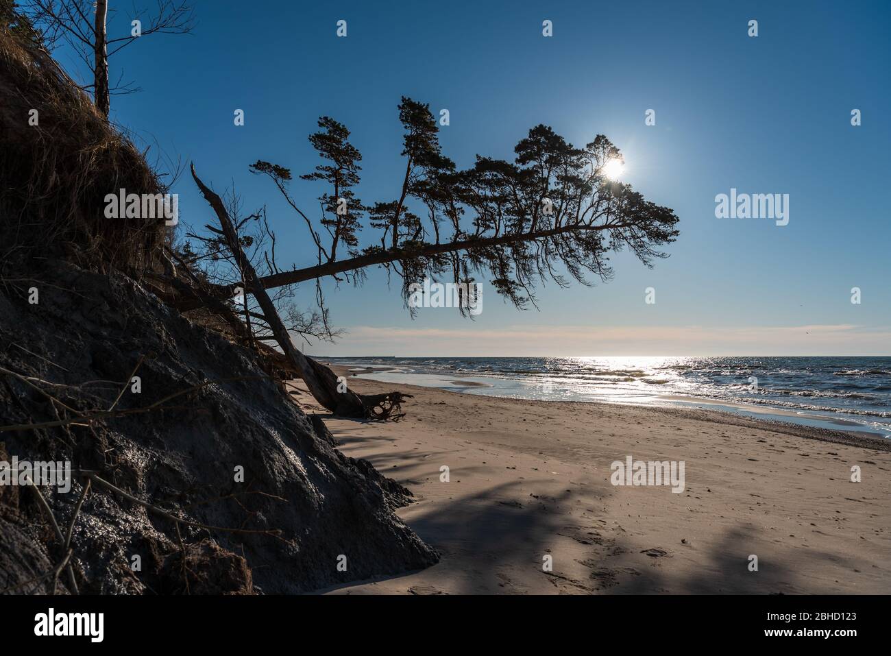 il mar baltico e il pino si appoggiano sulla sabbia della spiaggia cercando di raggiungere la linea dell'acqua Foto Stock