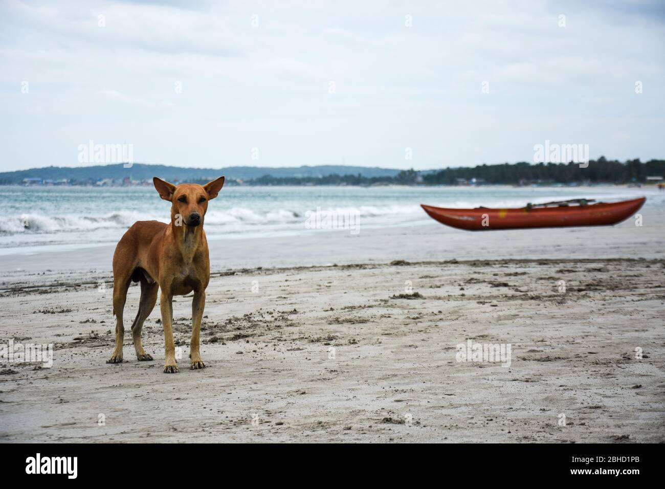 Cane e una barca su una spiaggia nello Sri lanka. Foto Stock