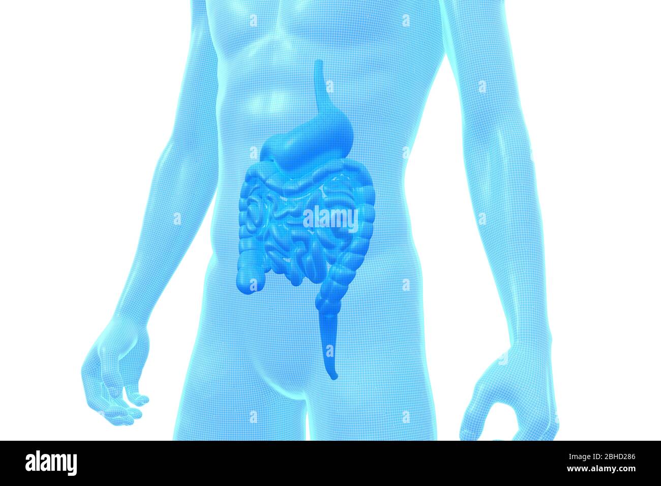 Stomaco e intestino, organo del corpo umano, modello 3D medico Foto Stock