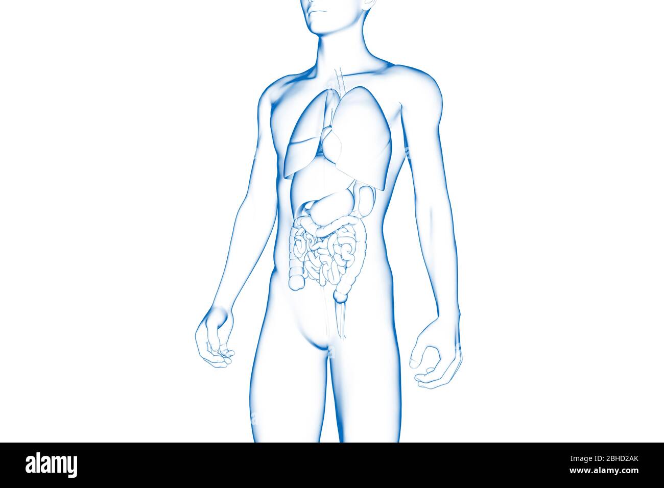 Corpo umano, organo interno, modello medico 3D Foto Stock