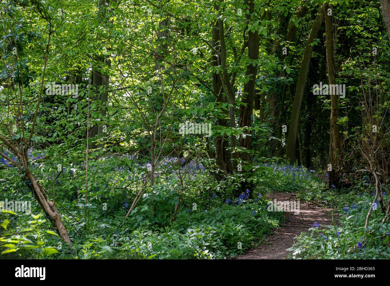 Bluebell in un giorno di primavera brillante Foto Stock