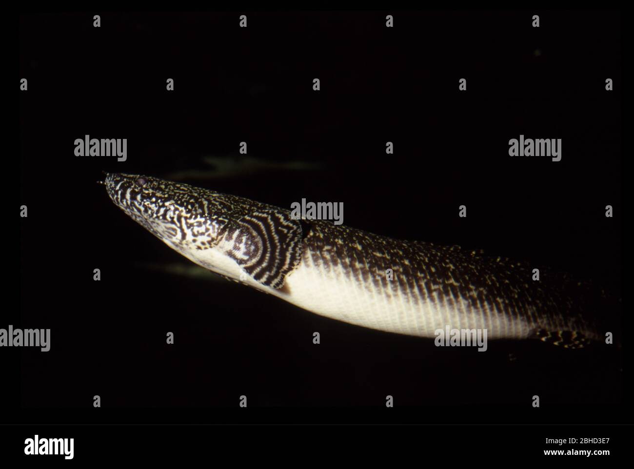 Ornati, bichir Polypterus ornatipinnis Foto Stock