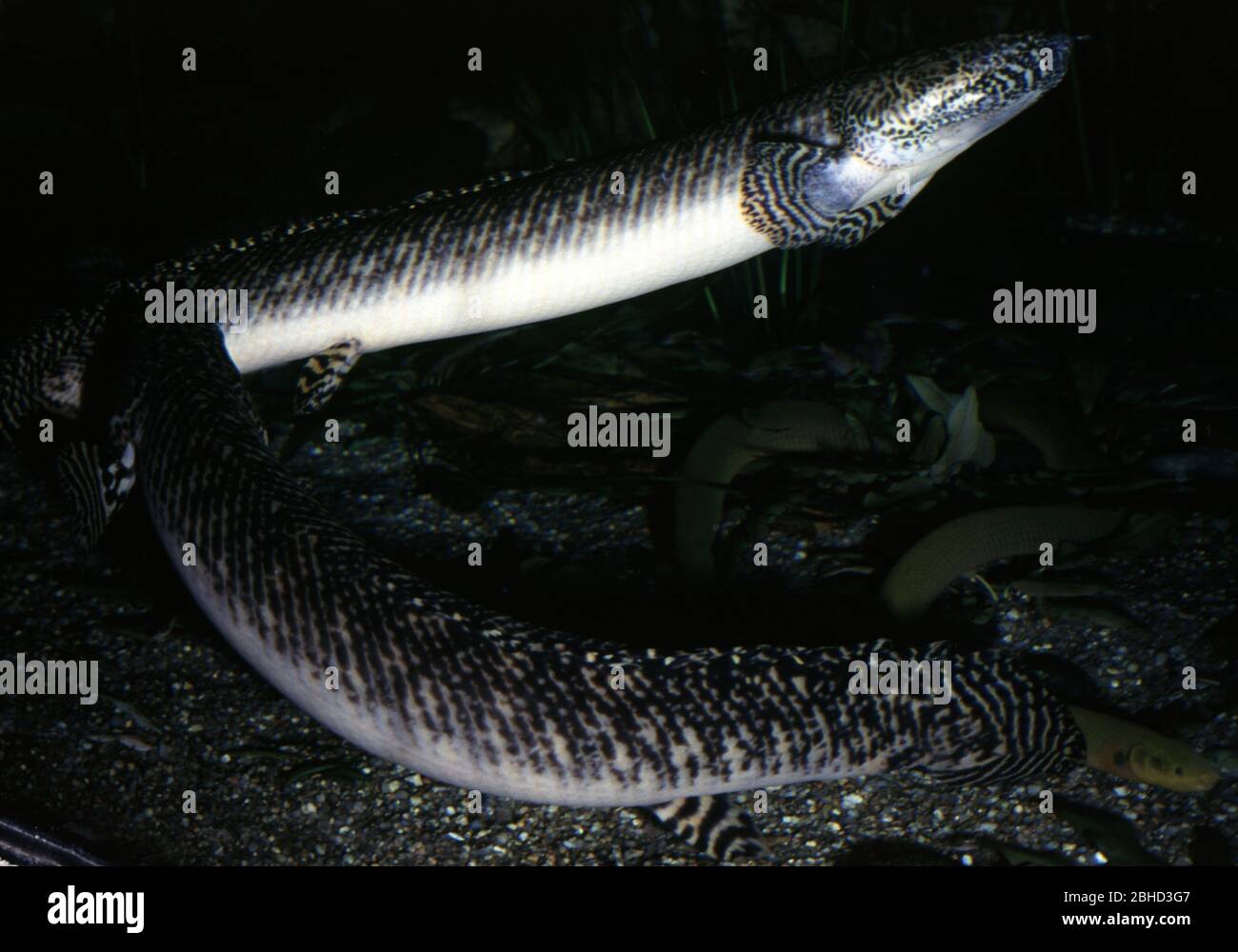 Ornati, bichir Polypterus ornatipinnis Foto Stock