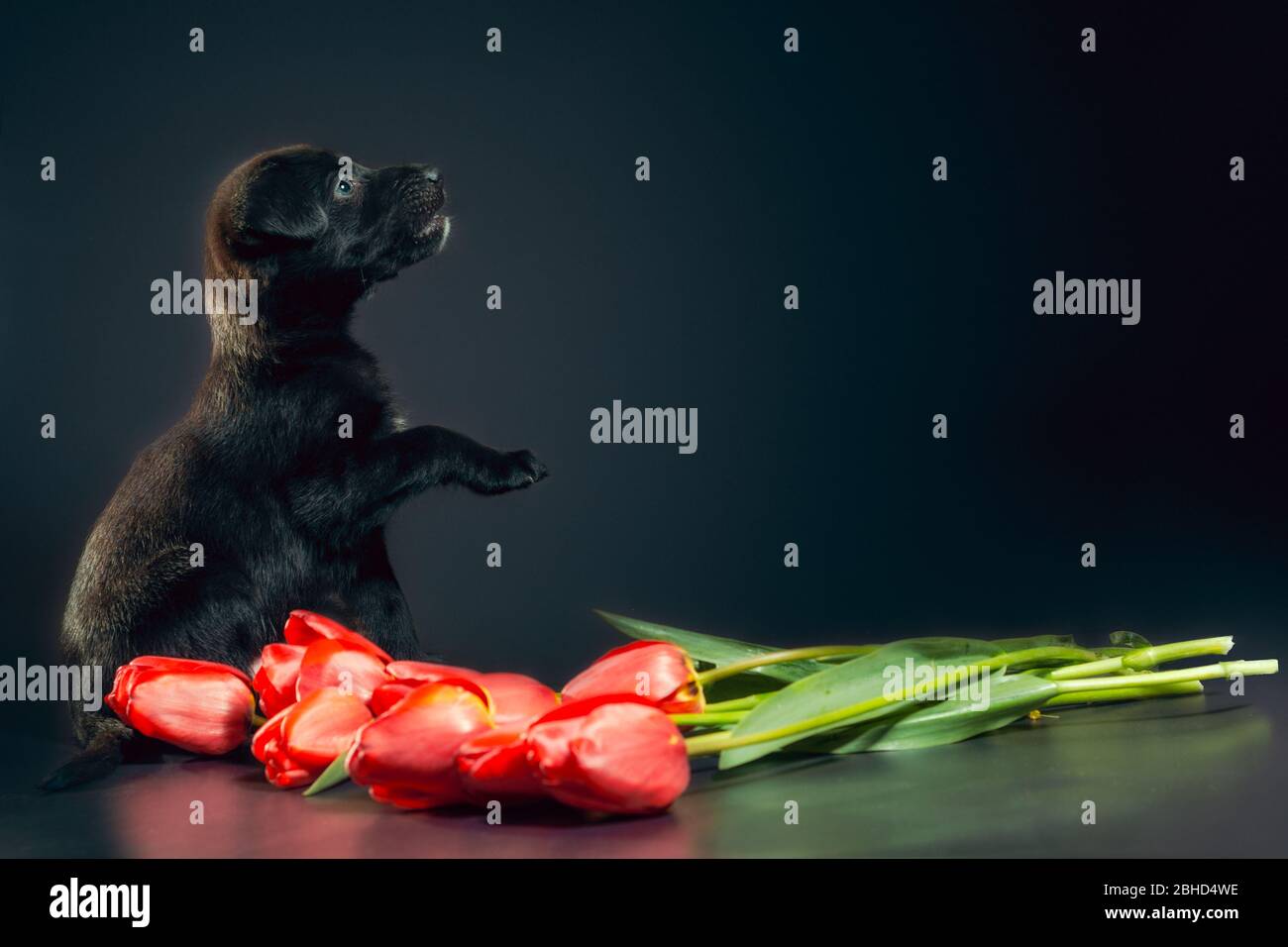 cucciolo nero su sfondo scuro con fiori di tulipano Foto Stock