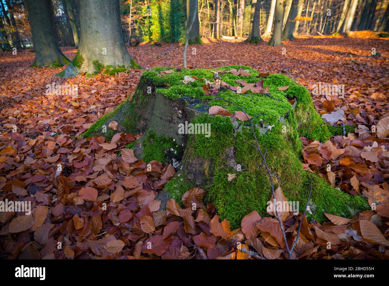 vecchio trunking di albero tagliato coperto di muschio in una foresta autunnale Foto Stock