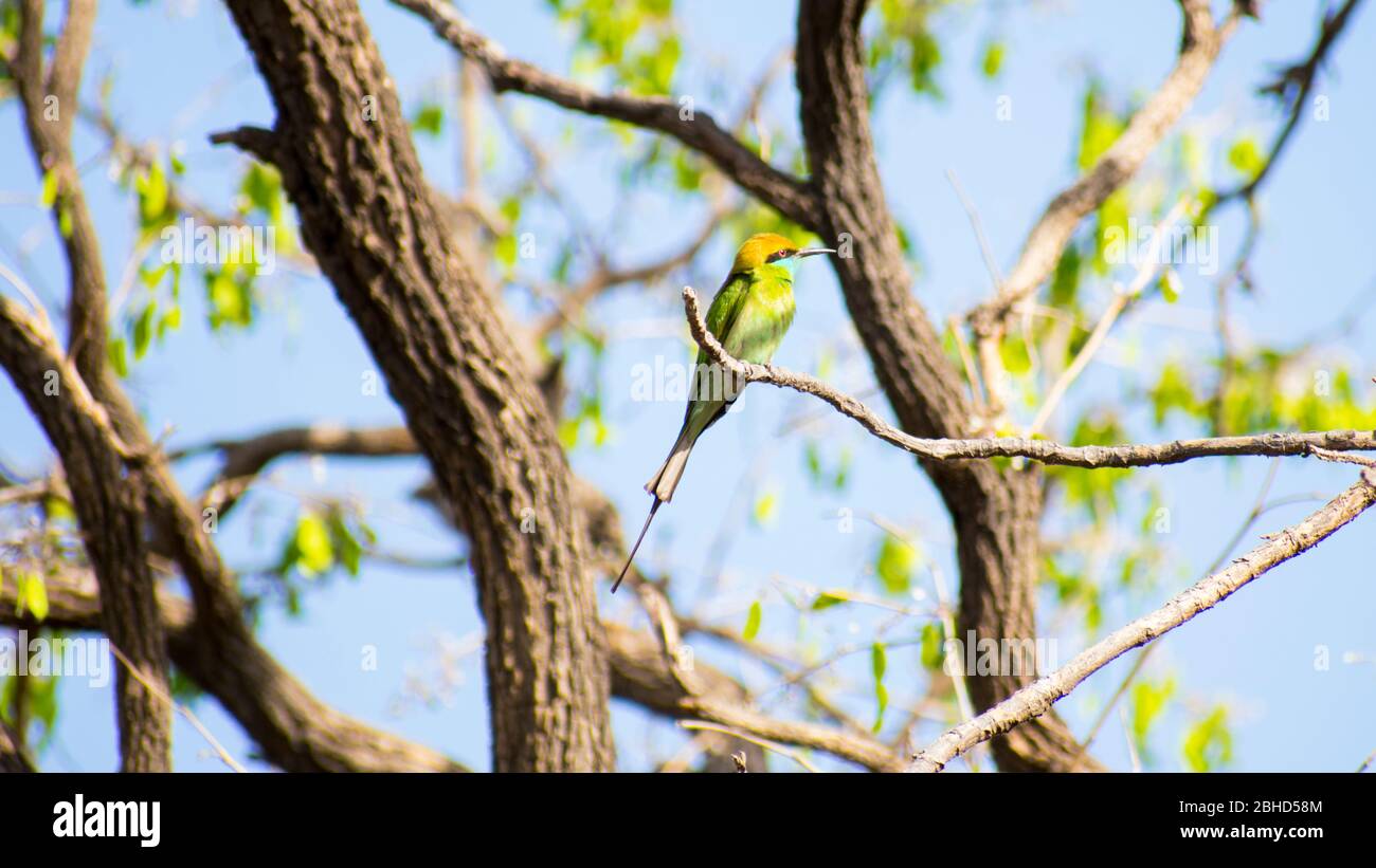 Poco verde Gruccione (Merops orientalis) Foto Stock