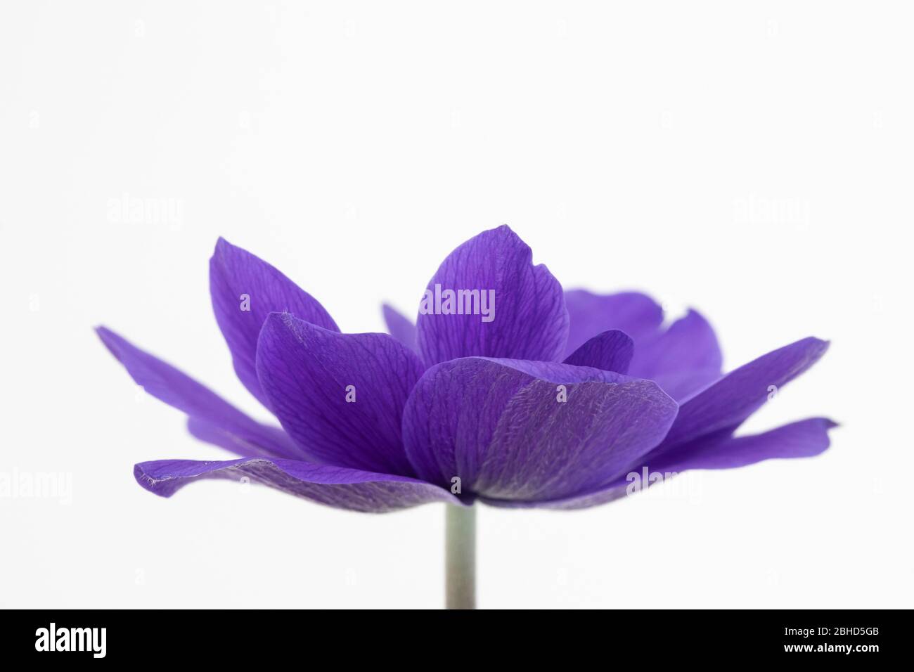 Petali delicati di un fiore blu Anemone coronaria De Caen 'MR Fokker' su sfondo bianco Foto Stock