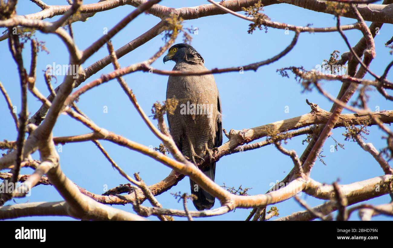 Crested Serpent Eagle (Spilornis cheela) Eagle a Kerwa diga bhopal Foto Stock