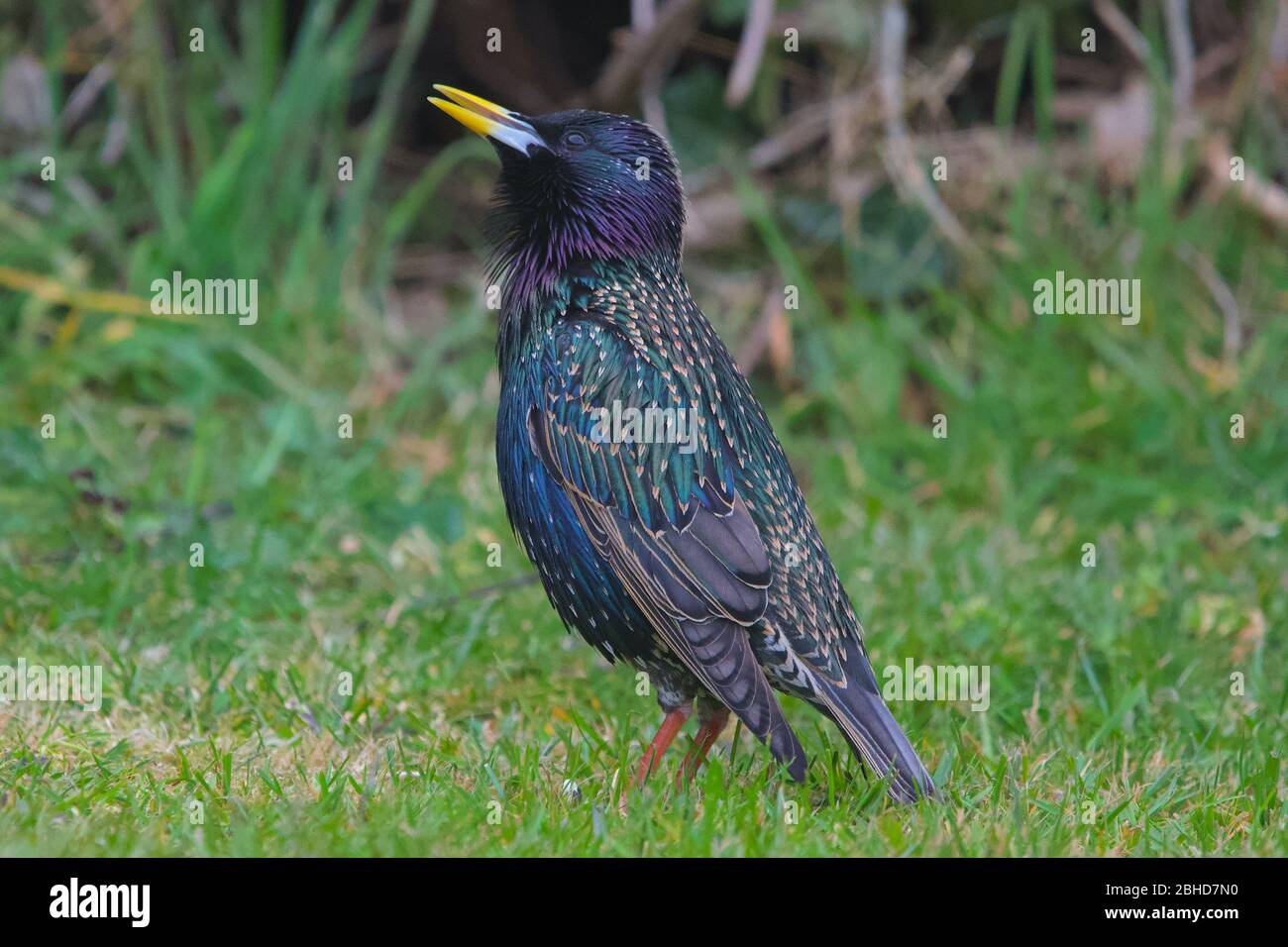 Coloratissima Starling con piumaggio iridato posato su prato d'erba Foto Stock