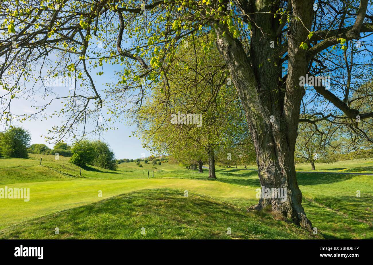 Bellissimo campo da golf in primavera sotto il cielo blu ora privo di persone a causa di epidemia di Corona virus e dopo il decreto del governo ordine chiuso. Foto Stock