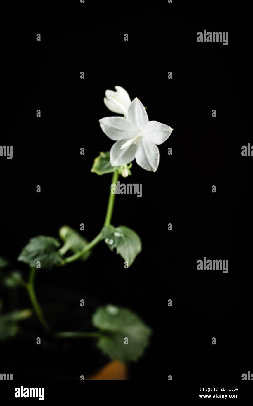 Fiore campanula bianco su sfondo nero Foto Stock