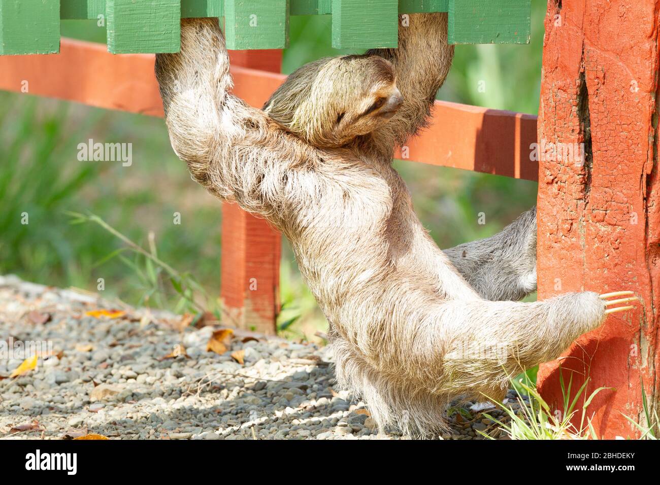 Sloth a tre punte (bradypus infuscatus) che sale lungo una recinzione per passare da un albero all'altro Foto Stock