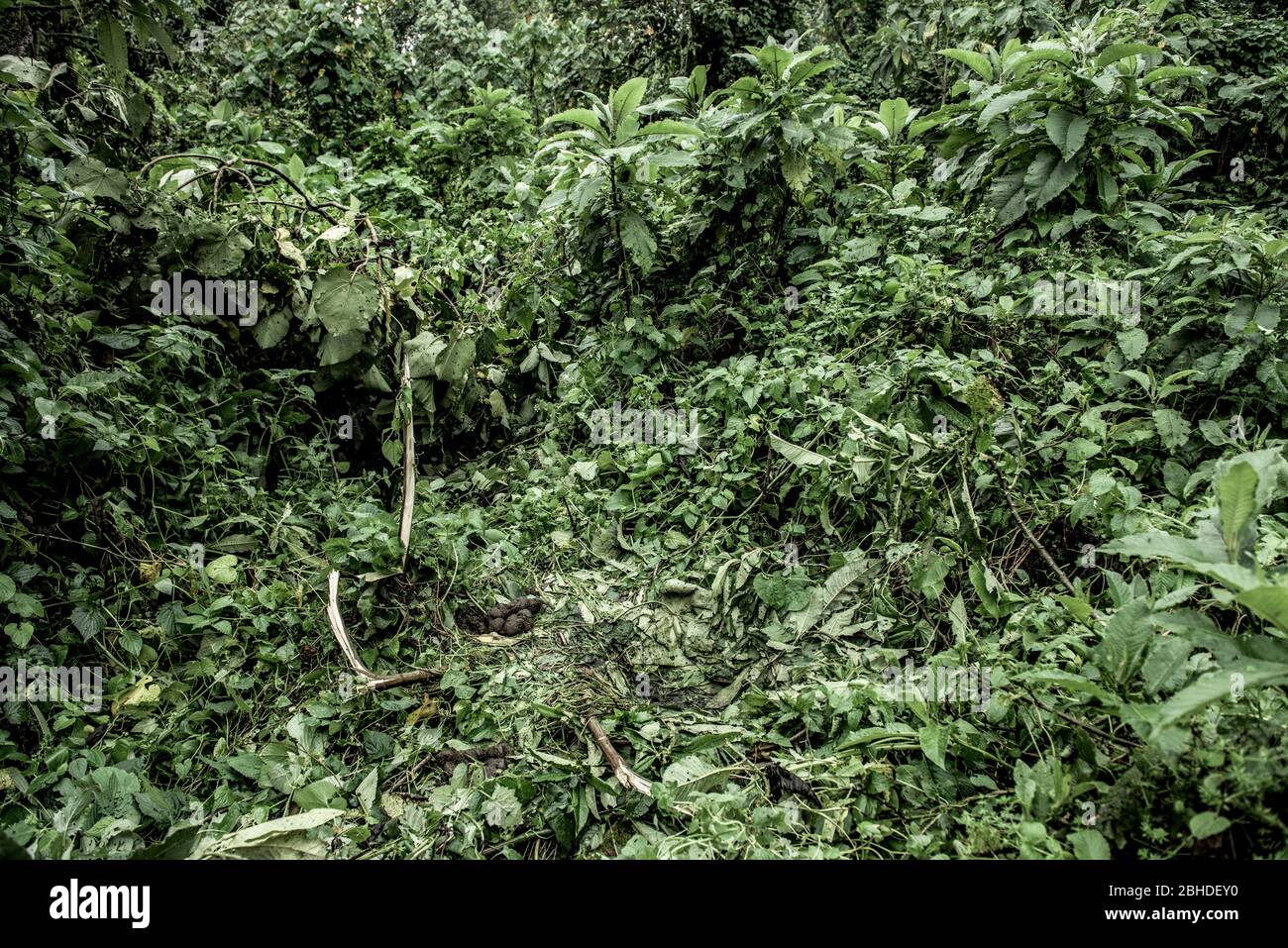 Nido di gorilla nella vecchia foresta di crescita nel Nord Kivu, RDC Foto Stock