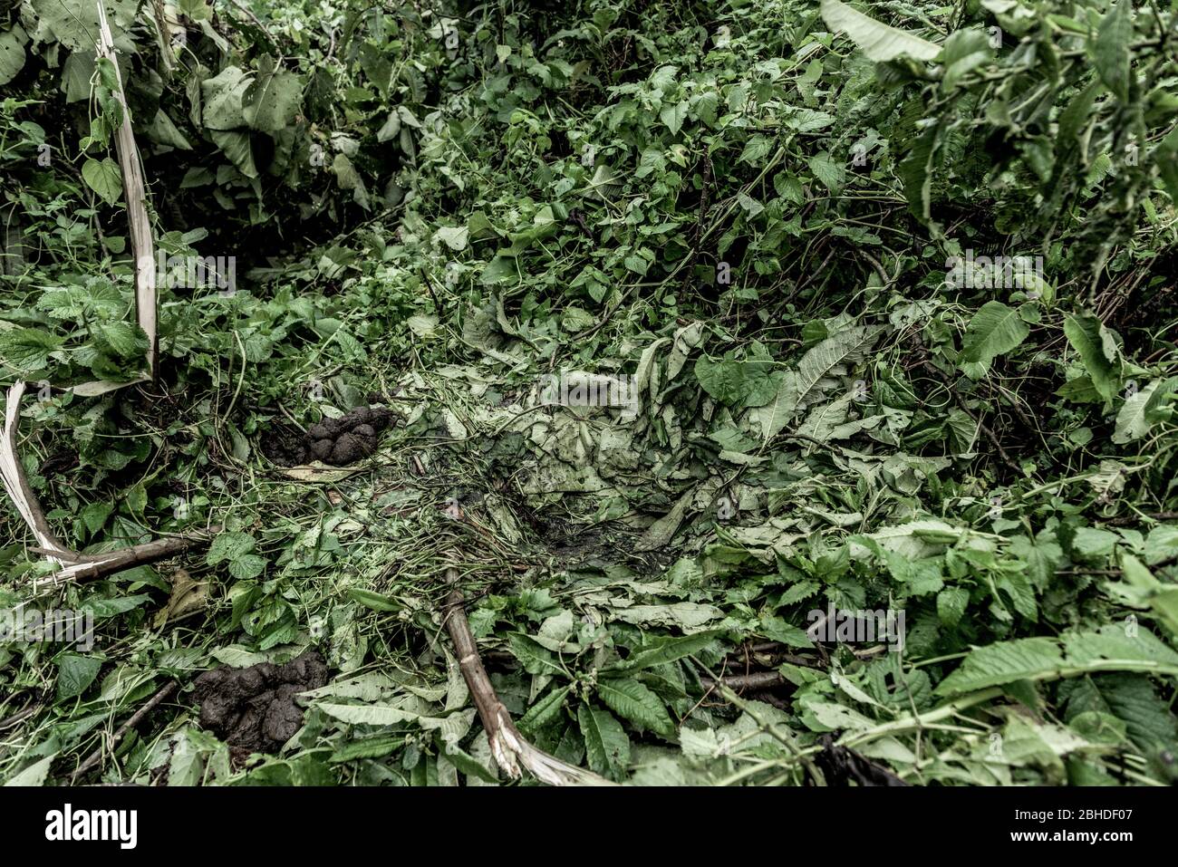 Nido di gorilla nella vecchia foresta di crescita nel Nord Kivu, RDC Foto Stock
