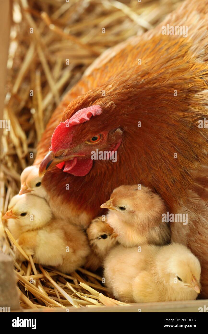 Madre Hen con i polli neonati nel nido. Gallus gallus domesticus. Polli del villaggio nel nido primo piano foto Foto Stock