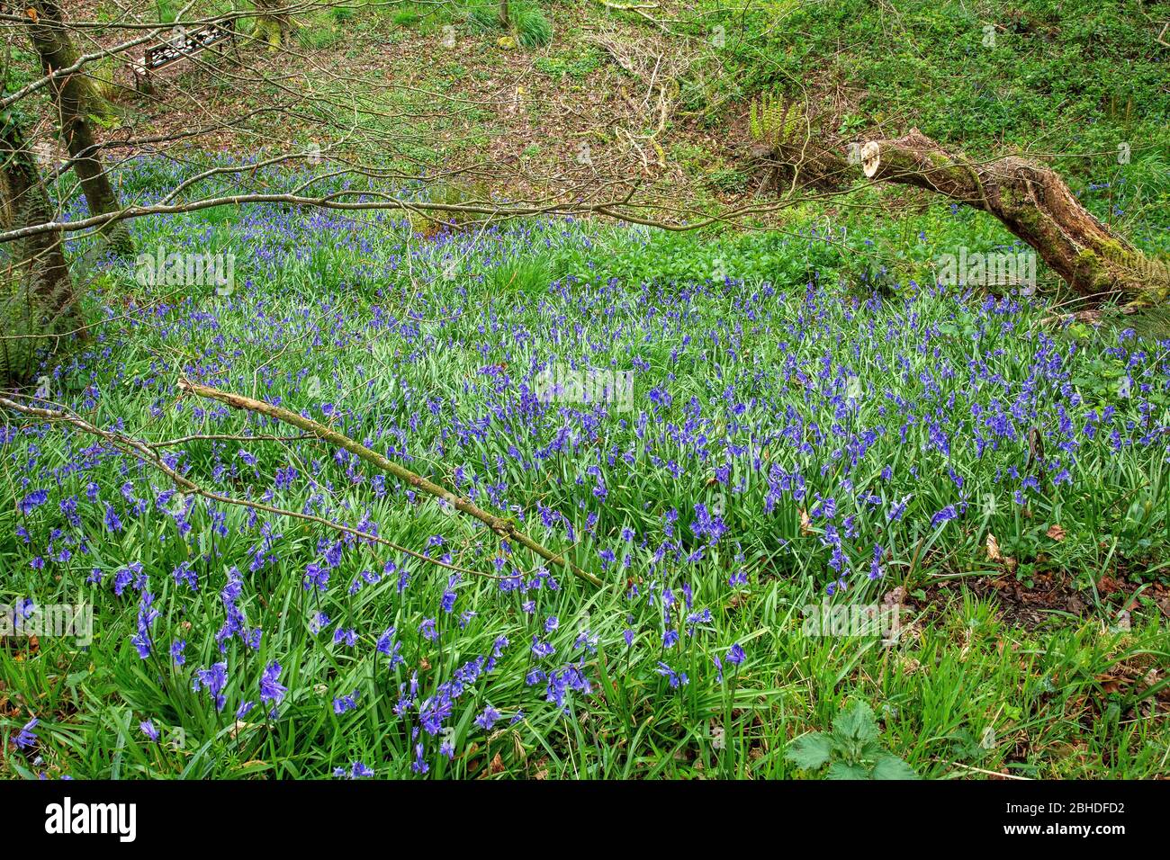 Bluebells nel legno. Foto Stock