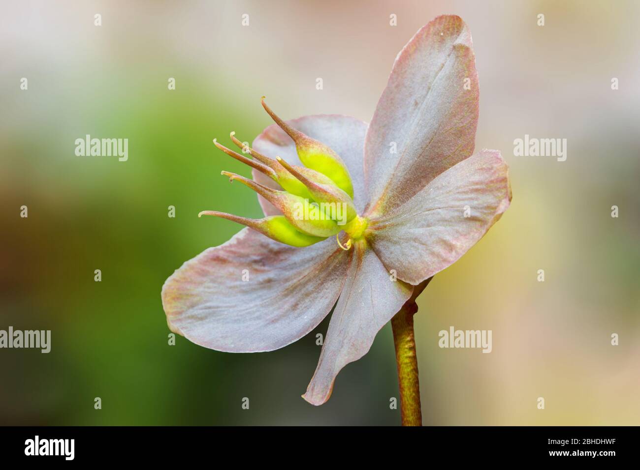 Lenten Rose divenne una bellezza sbiadita. Foto Stock