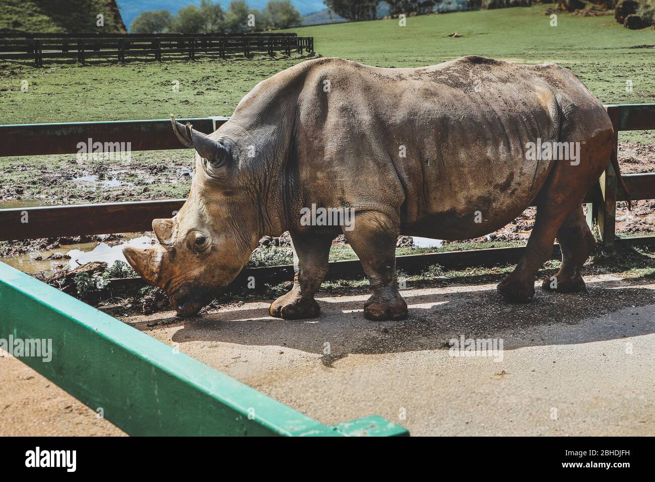 Ritratto di rinoceronte bianco prigioniero (Ceratotherium simum). Foto Stock