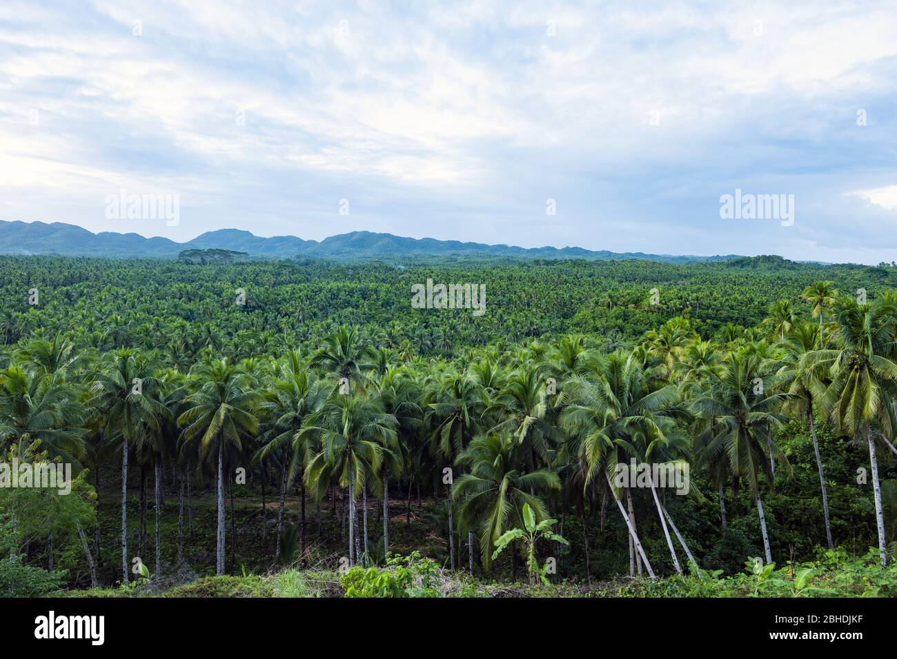 Vista dall'alto, splendida vista aerea di una foresta di palme è Siargao, Filippine. Foto Stock