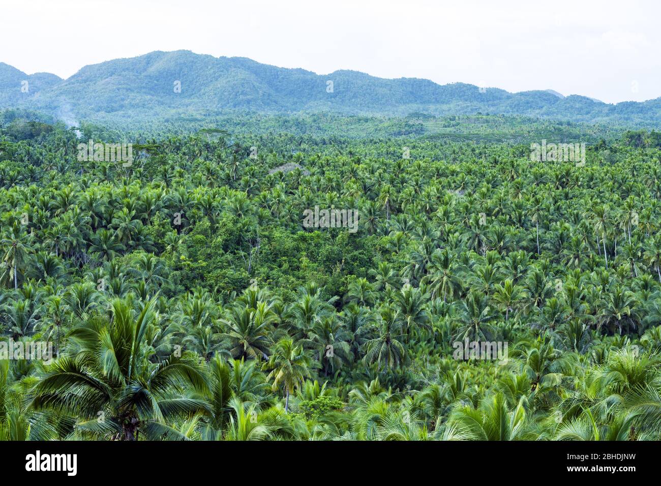 Vista dall'alto, splendida vista aerea di una foresta di palme è Siargao, Filippine. Foto Stock