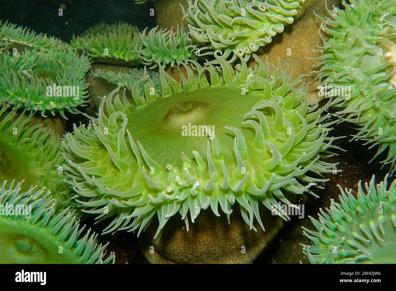 Verde gigante Anemone, Anthopleura xanthogrammica Foto Stock