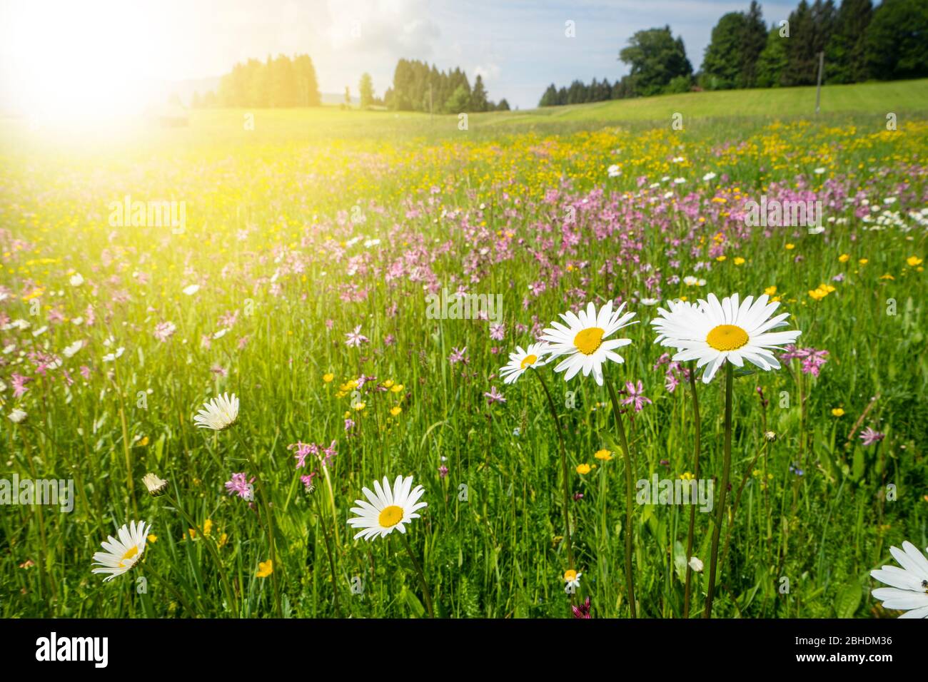 prato panoramico con fiori e raggi solari in primavera Foto Stock