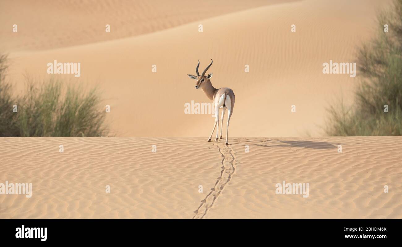 Un singolo stallone gazzella che cammina sulle dune di sabbia. Foto Stock