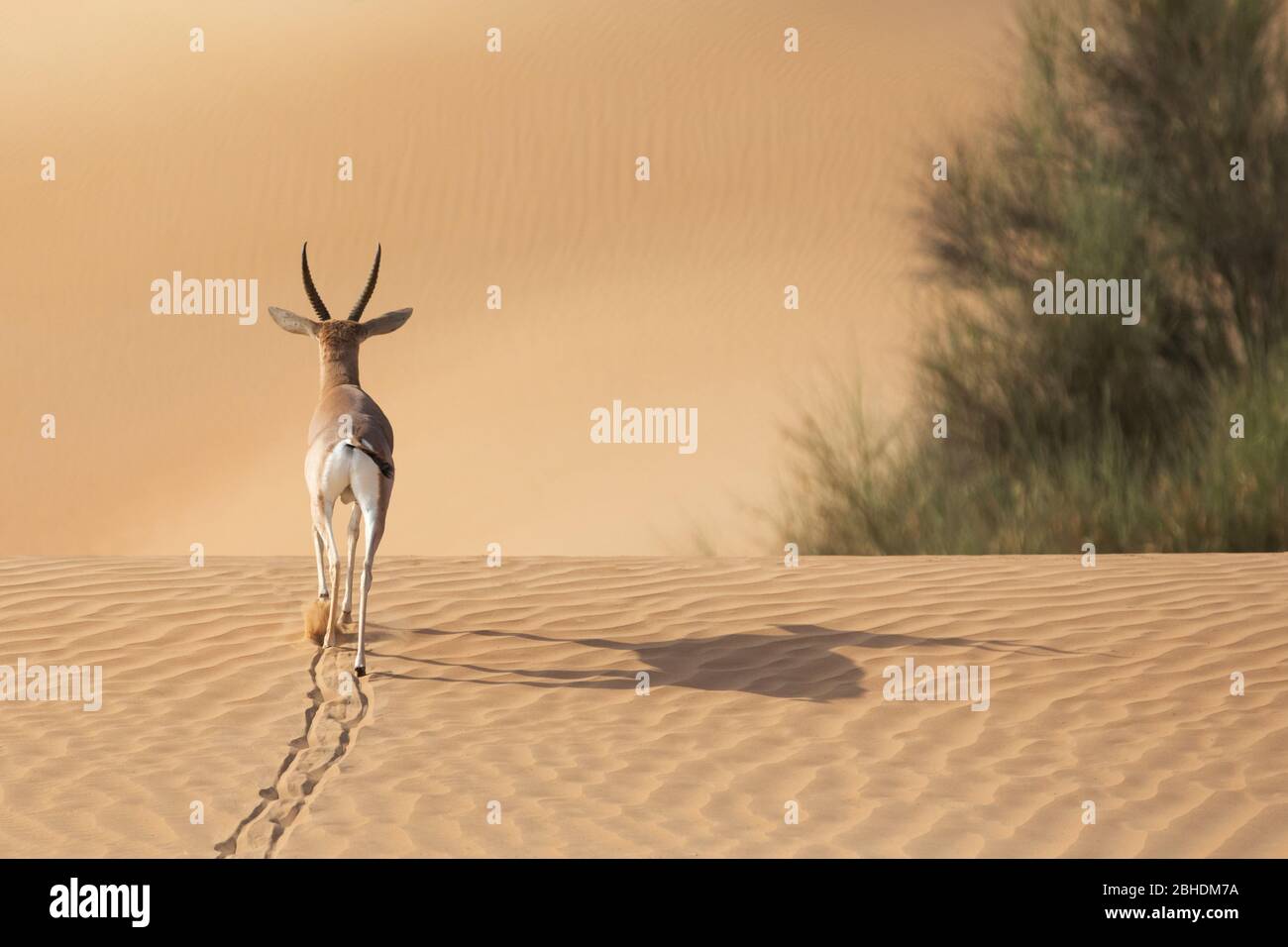Un singolo stallone gazzella che cammina sulle dune di sabbia. Foto Stock