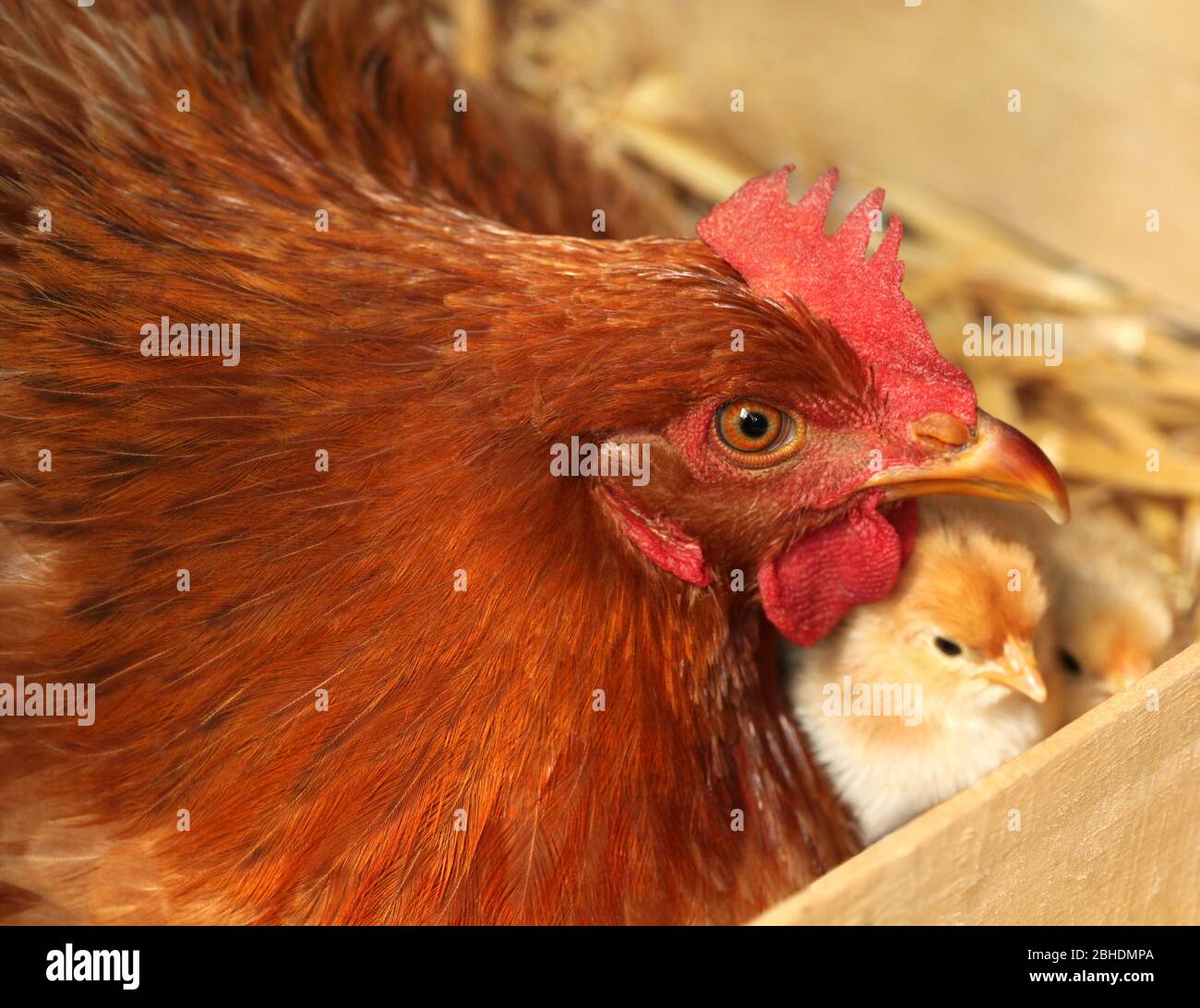 Gallus addomesticus. Ritratto di gallina. Pollame biologico fattoria. Foto Stock