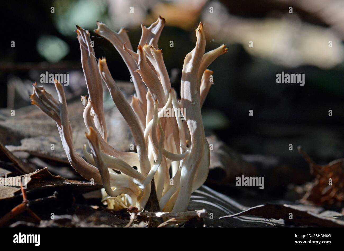 Funghi corallo, specie Ramaria, che crescono in lettiera a foglia su fondo temperato della foresta pluviale, Royal National Park, Sydney, Australia Foto Stock