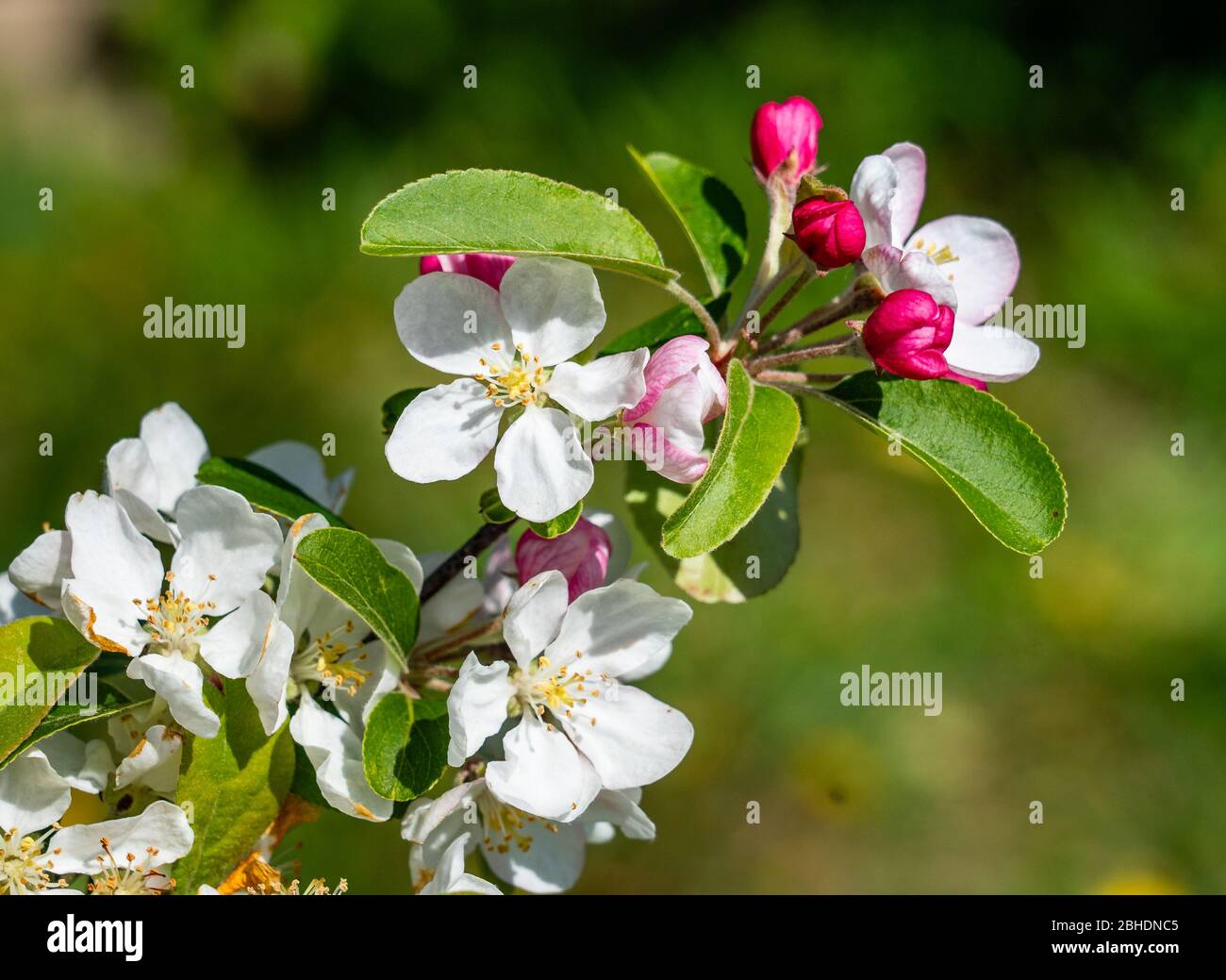 Apple Malus domestica fiorisce in un frutteto Somerset Regno Unito Foto Stock