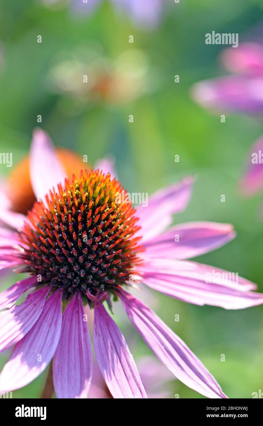 Vivacissima e vivace scena di fiori con primo piano di un conflower rosa pallido viola, Echinacea purpurea, famiglia Asteraceae, in primo piano. Foto Stock