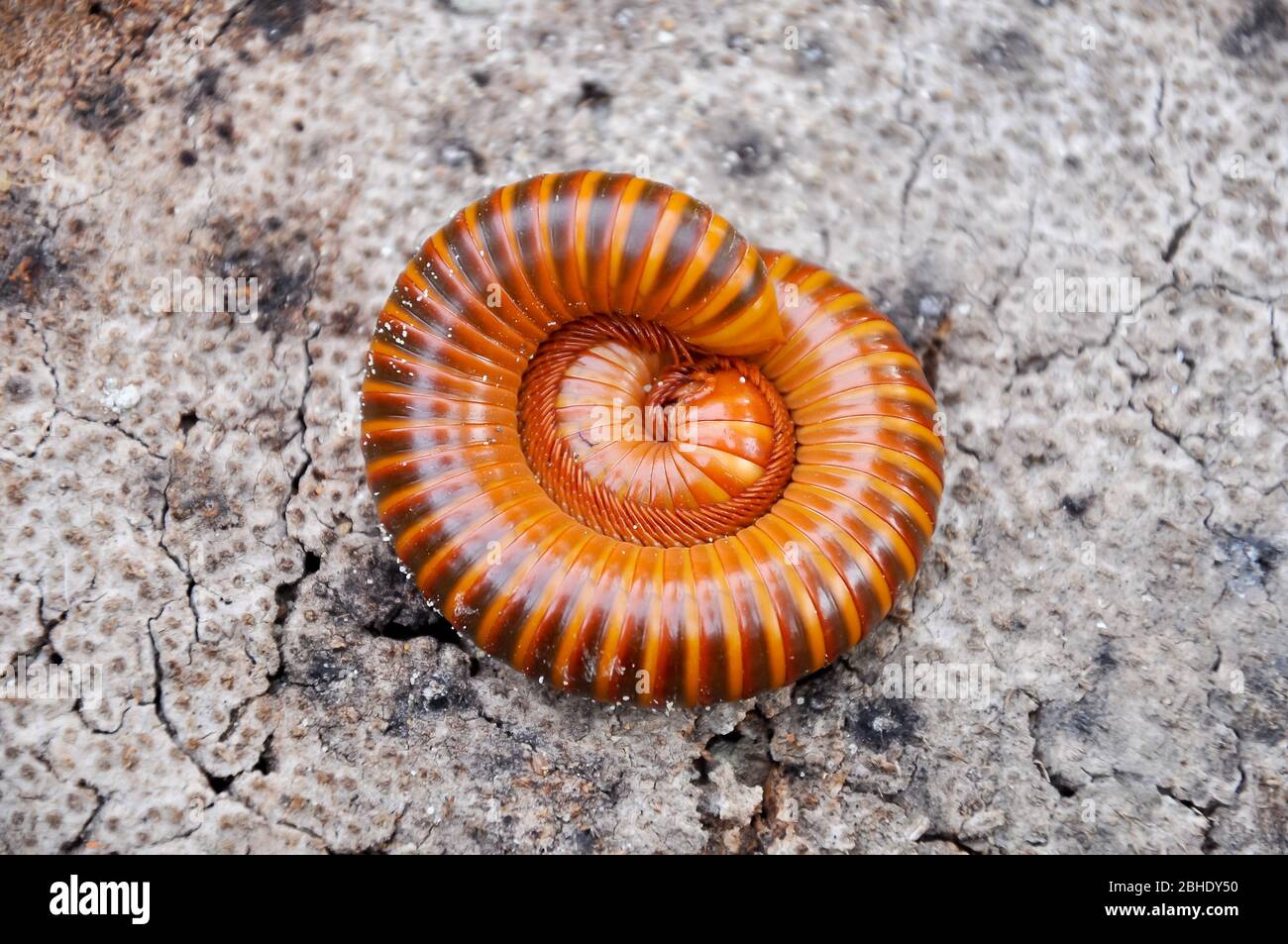 I millipedi sono simili ai centipedi, ma hanno due paia di gambe per segmento corporeo. Foto Stock