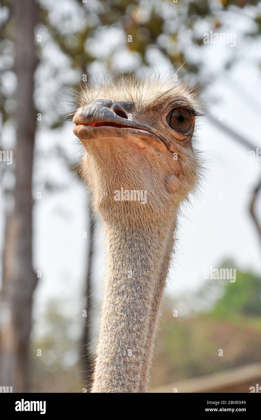 Lo struzzo è l'uccello vivente più grande e più pesante. Foto Stock