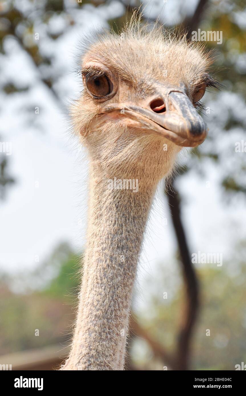 Lo struzzo è l'uccello vivente più grande e più pesante. Foto Stock