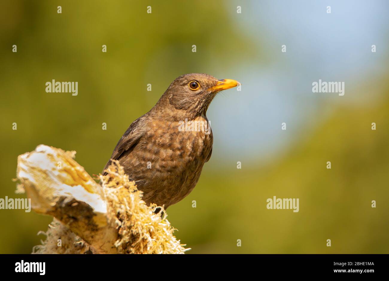 Blackbird comune, femmina, Turdus merula, arroccato in un Giardino britannico nella primavera del 2020 Foto Stock