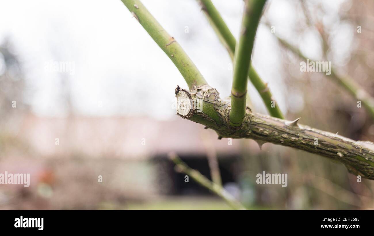 primo piano di un ramo tagliato su un cespuglio di rose Foto Stock