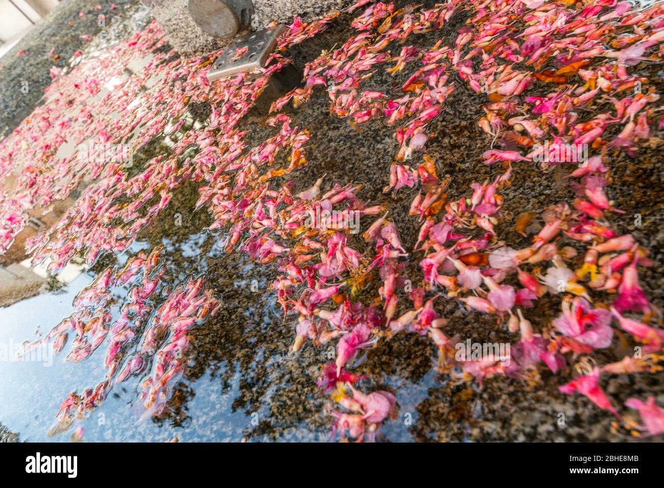 Scorcio del centro storico di Merano, Merano, Bolzano, Trentino Alto Adige, Italia Foto Stock