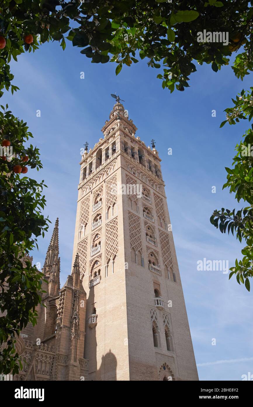 Il campanile Giralda della Cattedrale di Santa Maria della See, Siviglia, Spagna. Foto Stock