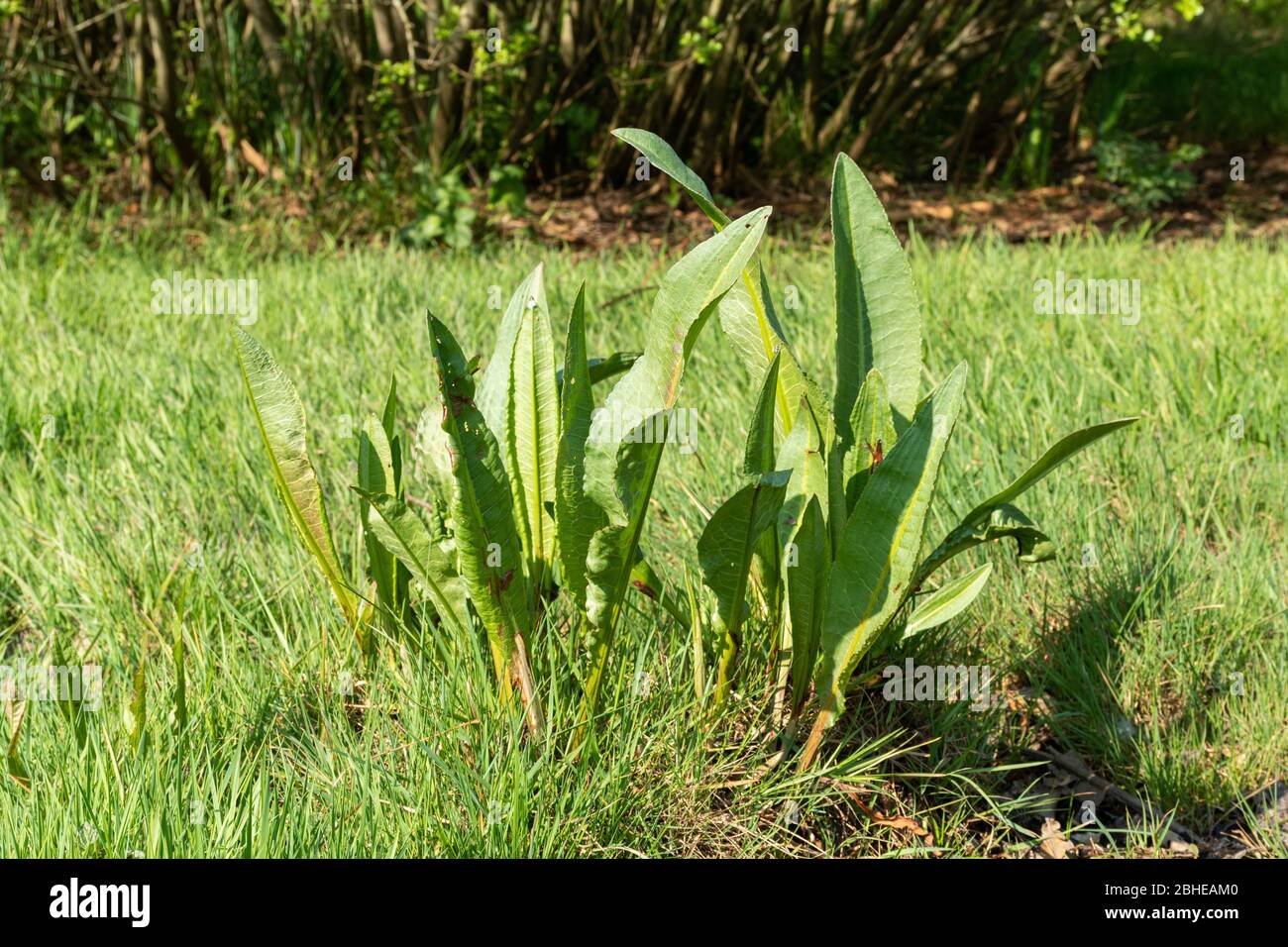 Foglie o piante di bacino (bacino amaro, bacino di latifoglie, Rumex obtusifolius, Regno Unito Foto Stock