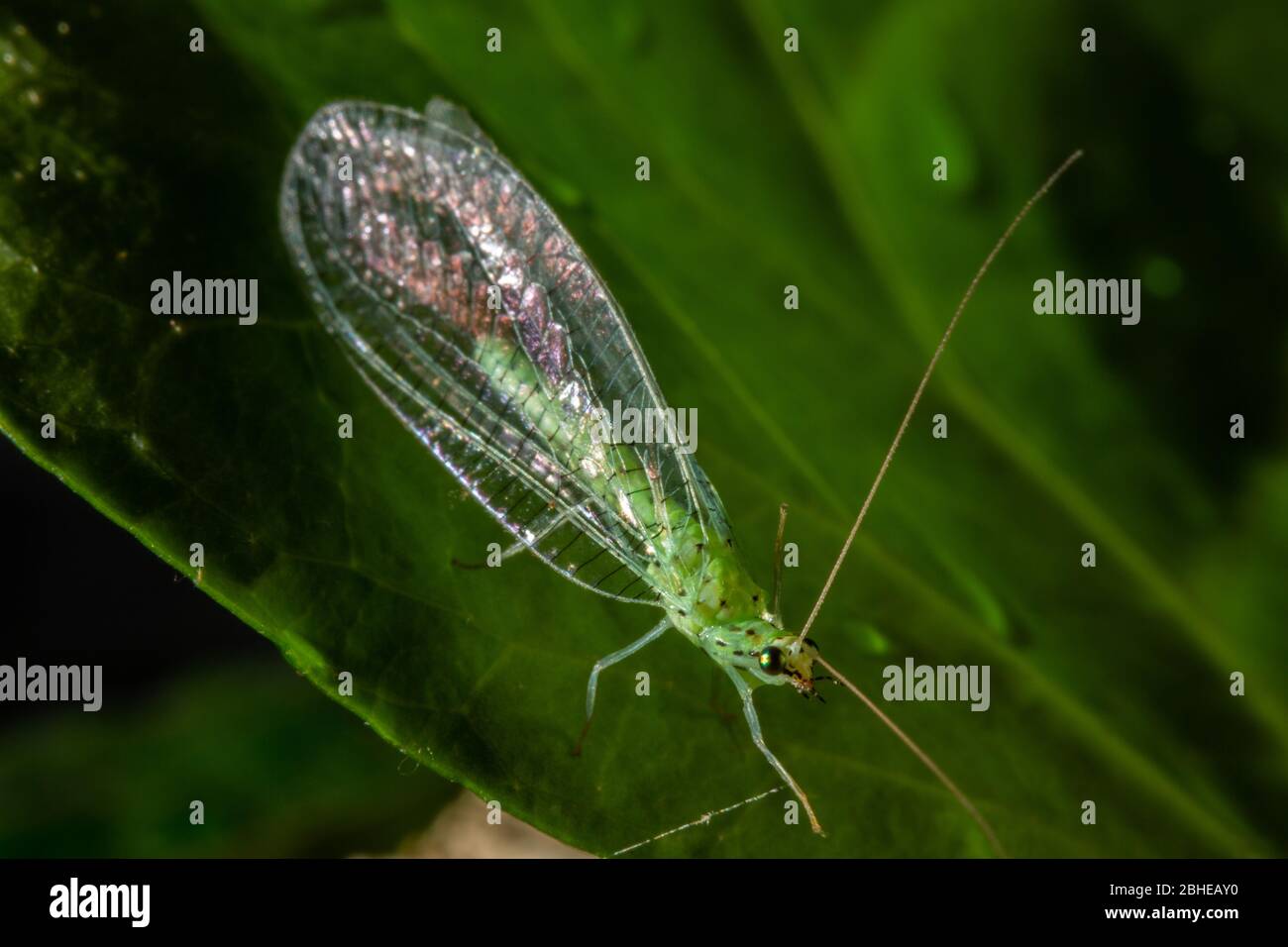 La carnea di Chryslla, nota come lacerazione verde comune, è un insetto della famiglia Chryslopidae Foto Stock