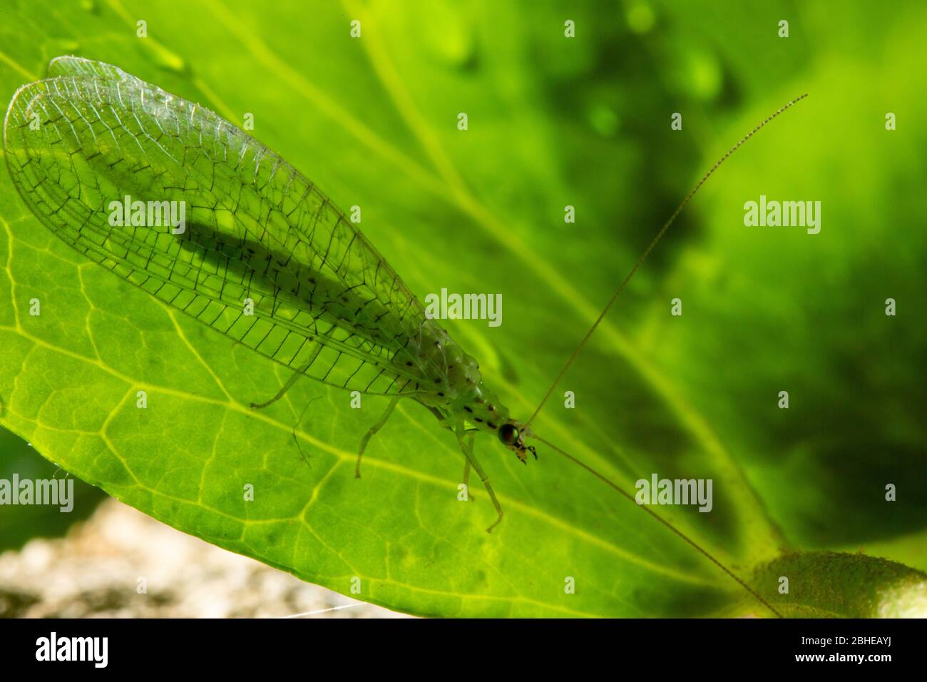 La carnea di Chryslla, nota come lacerazione verde comune, è un insetto della famiglia Chryslopidae Foto Stock