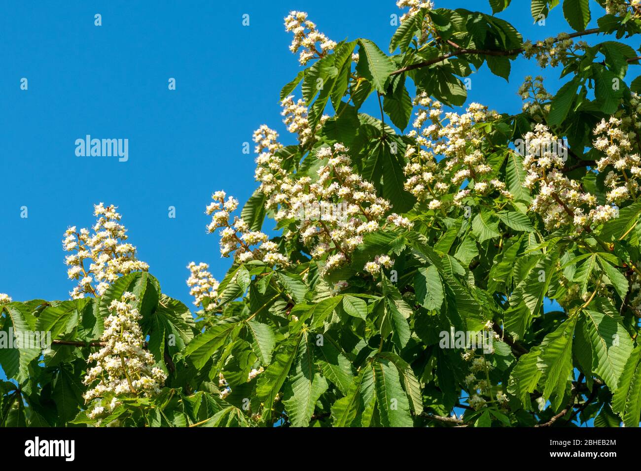 Albero di castagno da cavallo fiorito (Aesculus ippocastanum) in aprile, Regno Unito Foto Stock