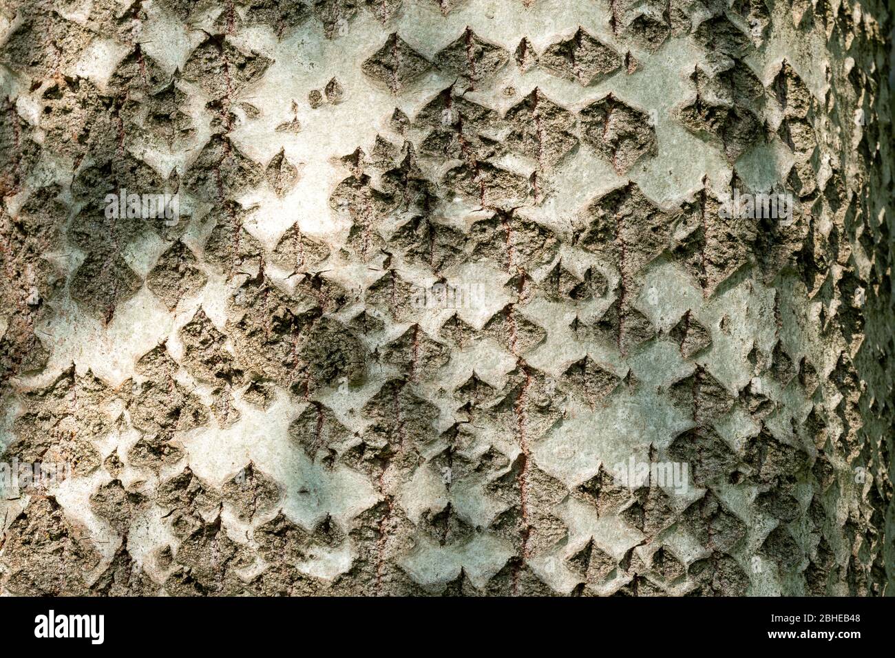 Corteccia di pioppo bianco (Populus alba) con fessure a forma di diamante, anche chiamato pioppo d'argento, modello su tronco di albero maturo, Regno Unito Foto Stock