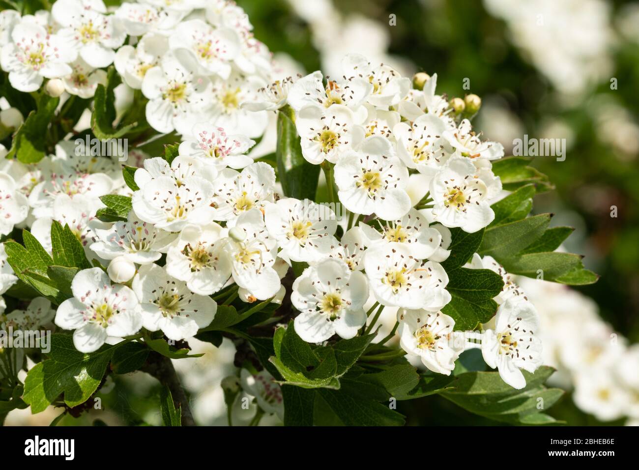 Fiore di biancospino (Crataegus monogyna) in aprile, Regno Unito Foto Stock