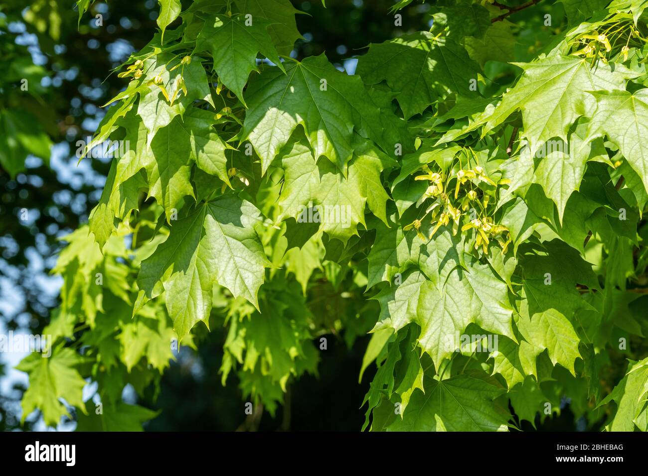Norvegia acero (Acer platanoides) con alata semi (samaras) nel mese di aprile, Regno Unito Foto Stock