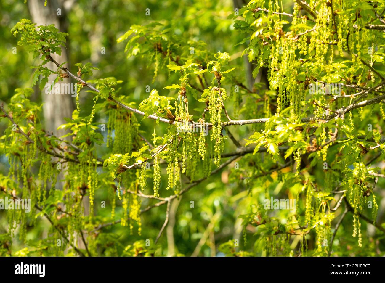Albero di quercia sessile (Quercus petraea) nel mese di aprile con fiori maschi (cetrioli) appesi, Regno Unito Foto Stock