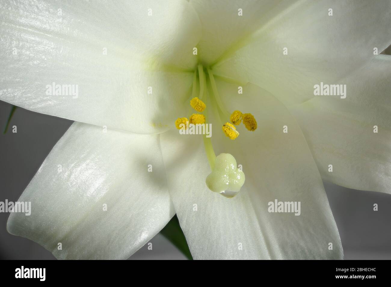 Primo piano di baluzzi e pistil di un fiore di Giglio pasquale (Lilium longiflorum) Foto Stock