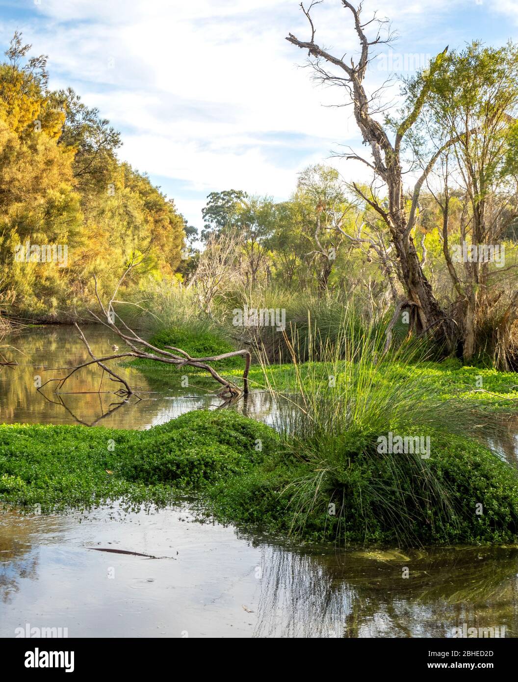 Baigup Wetlands River Flats vegetazione accanto al fiume Swan Perth Australia occidentale. Foto Stock