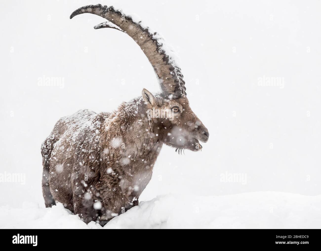 Richiamo del selvaggio ritratto dello stambecco alpino sotto la tempesta di neve (Capra stambex) Foto Stock